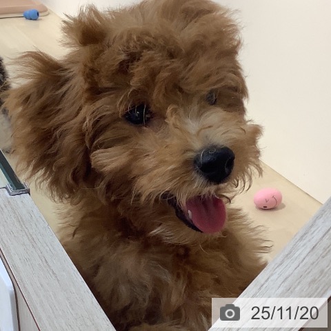 トイ・プードルの写真