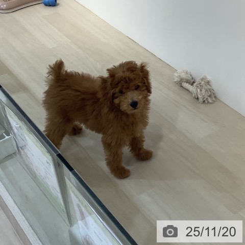 トイ・プードルの写真