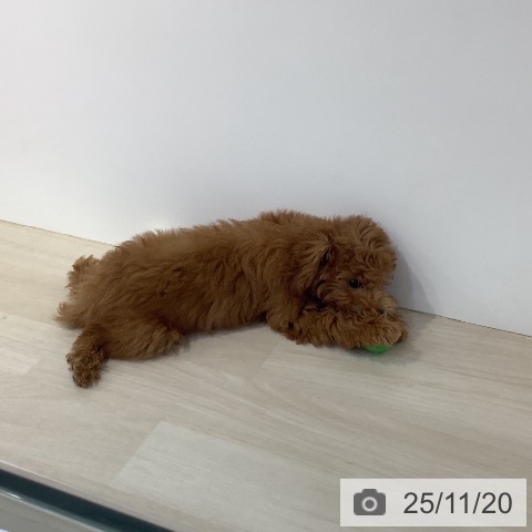 トイ・プードルの写真