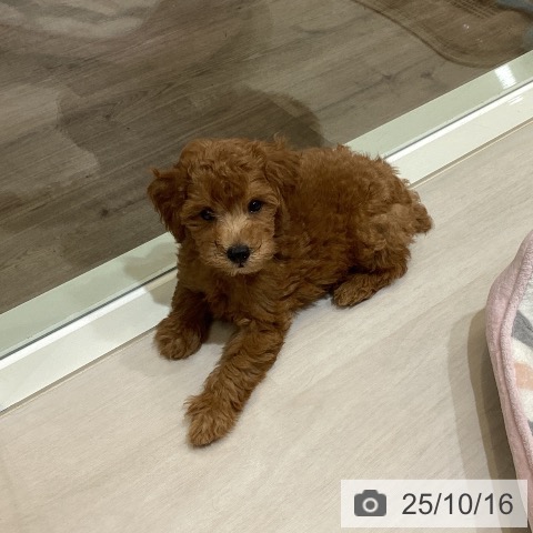 トイ・プードルの写真