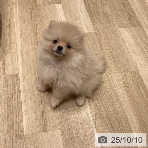 ポメラニアンの写真