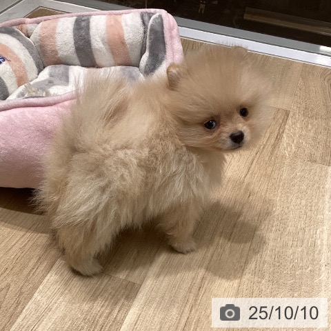 ポメラニアンの写真