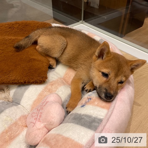 柴の写真