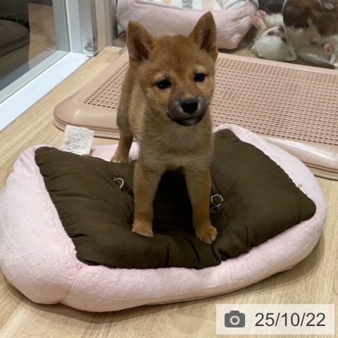 柴の写真