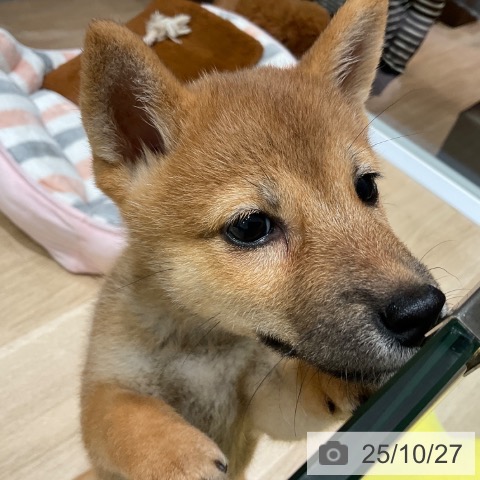 柴の写真