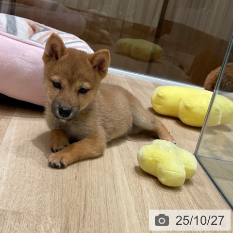 柴の写真