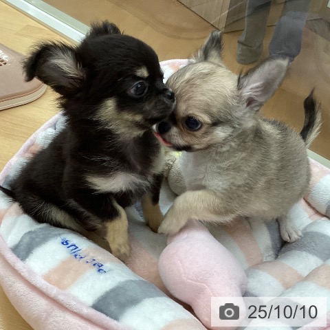 チワワの写真