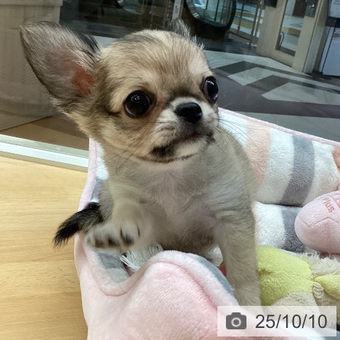 チワワの写真