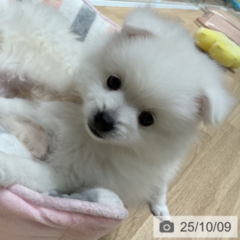 日本スピッツの写真