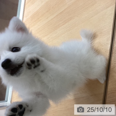 日本スピッツの写真
