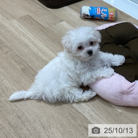 マルチーズの写真