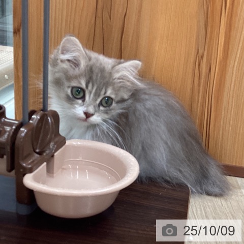 マンチカンの写真
