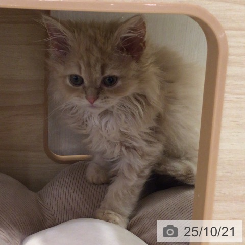 サイベリアンの写真