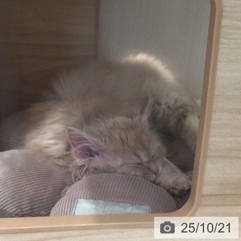 サイベリアンの写真