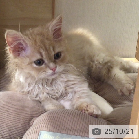 サイベリアンの写真