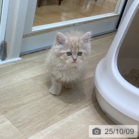 サイベリアンの写真