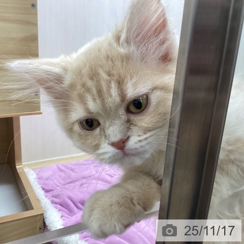 サイベリアンの写真