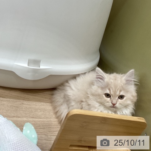 サイベリアンの写真