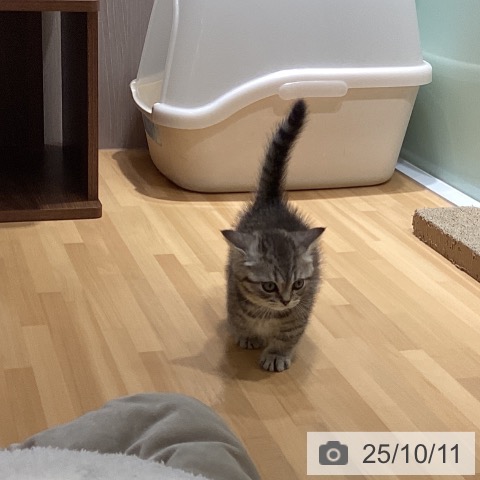 マンチカンの写真