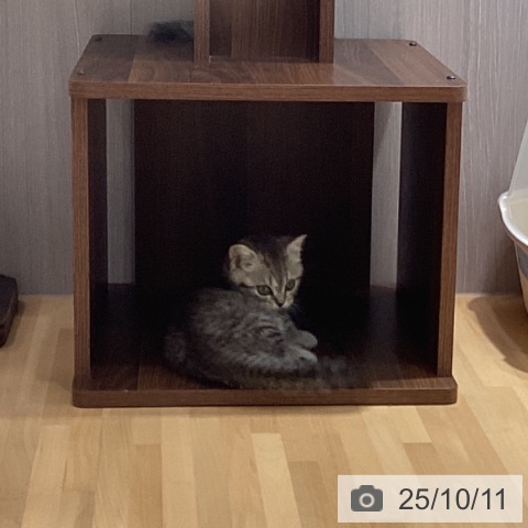 マンチカンの写真