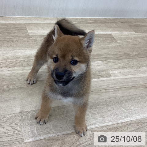 柴の写真