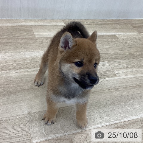柴の写真