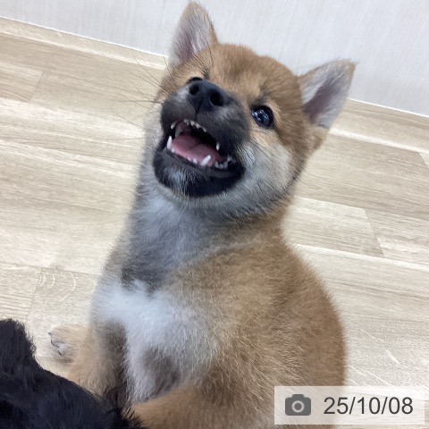 柴の写真