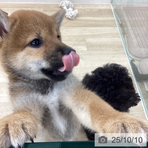 柴の写真
