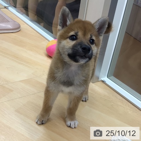 柴の写真