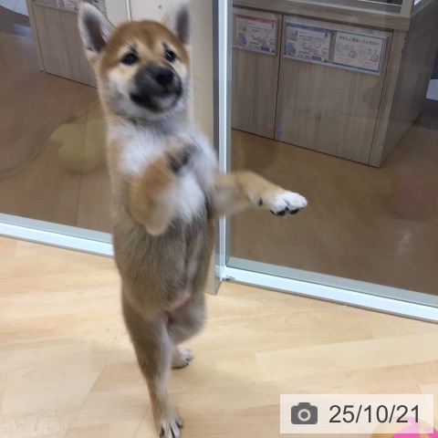 柴の写真
