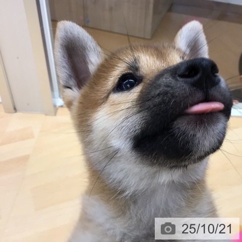 柴の写真