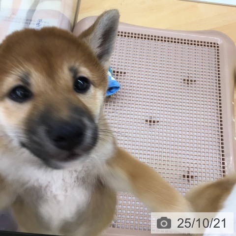 柴の写真