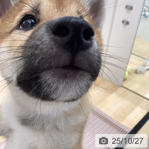 柴の写真