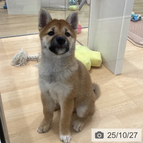 柴の写真