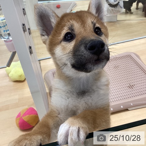 柴の写真