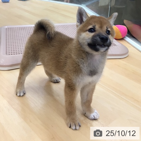 柴の写真