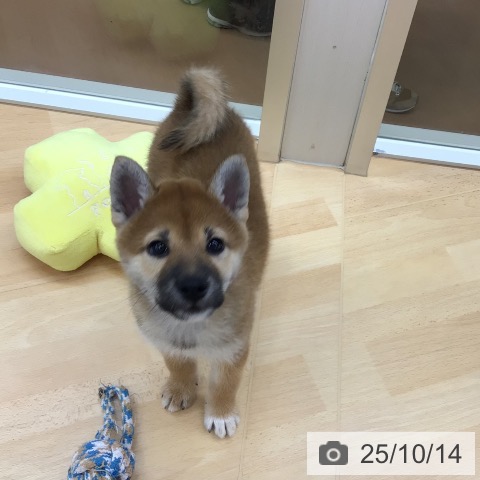 柴の写真