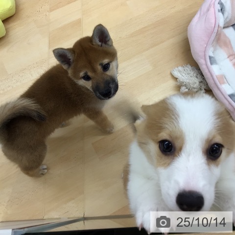 柴の写真