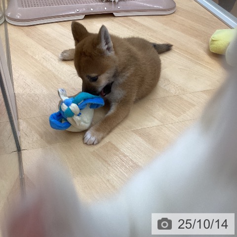 柴の写真