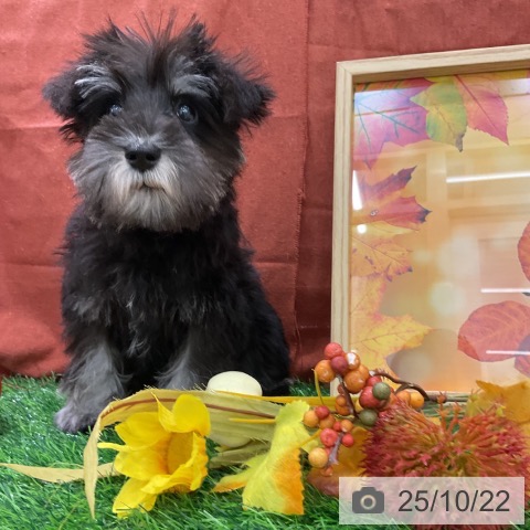 ミニチュア・シュナウザーの写真