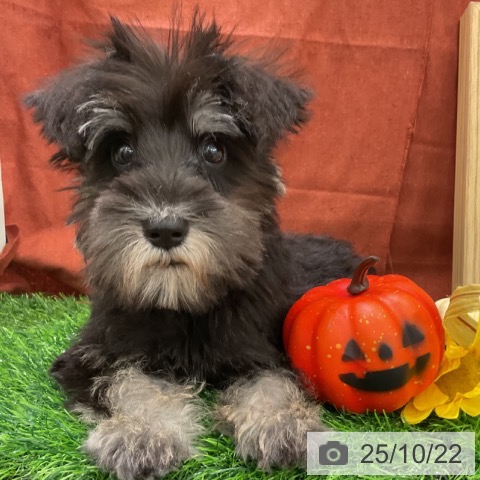 ミニチュア・シュナウザーの写真