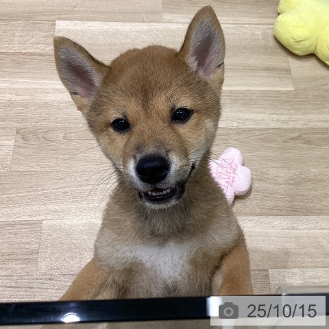 柴の写真