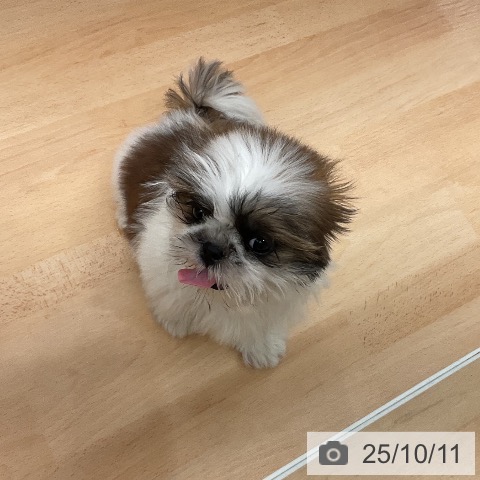 シー・ズーの写真