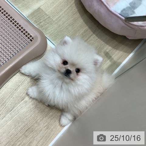 ポメラニアンの写真