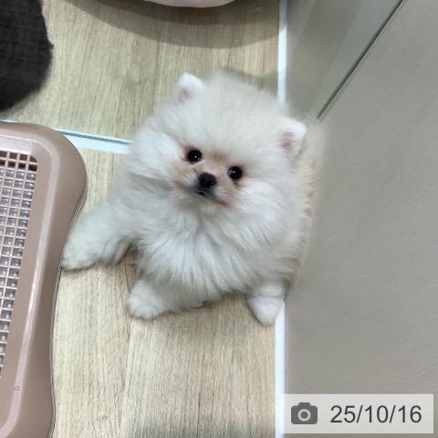 ポメラニアンの写真