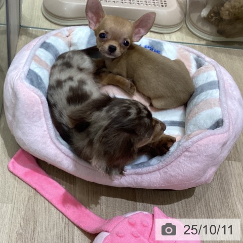チワワの写真