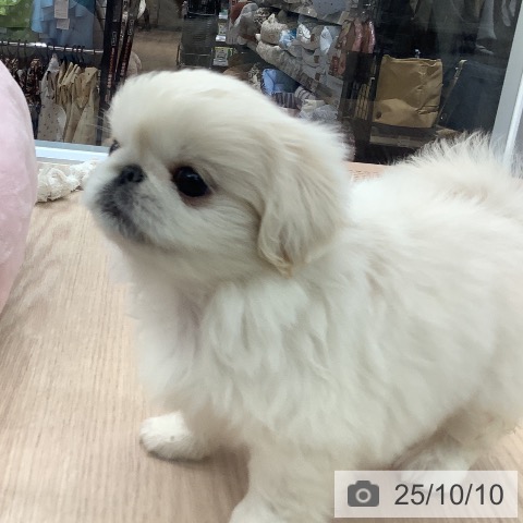 ペキニーズの写真