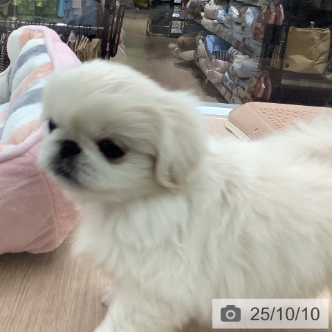 ペキニーズの写真
