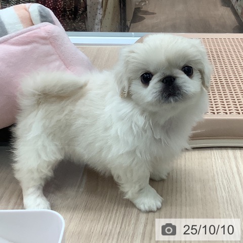 ペキニーズの写真