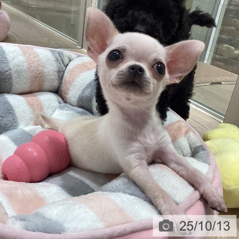 チワワの写真